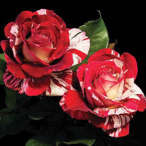 Roșu și alb - Trandafir copac cu trunchi înalt - cu flori teahibrid - coroană tufiș